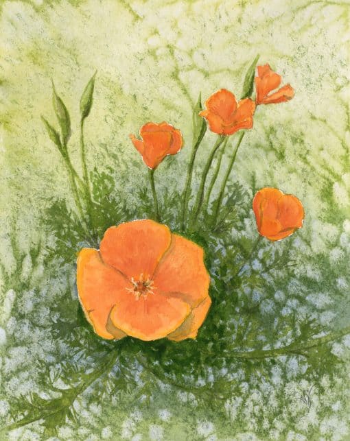 Bright Poppy
