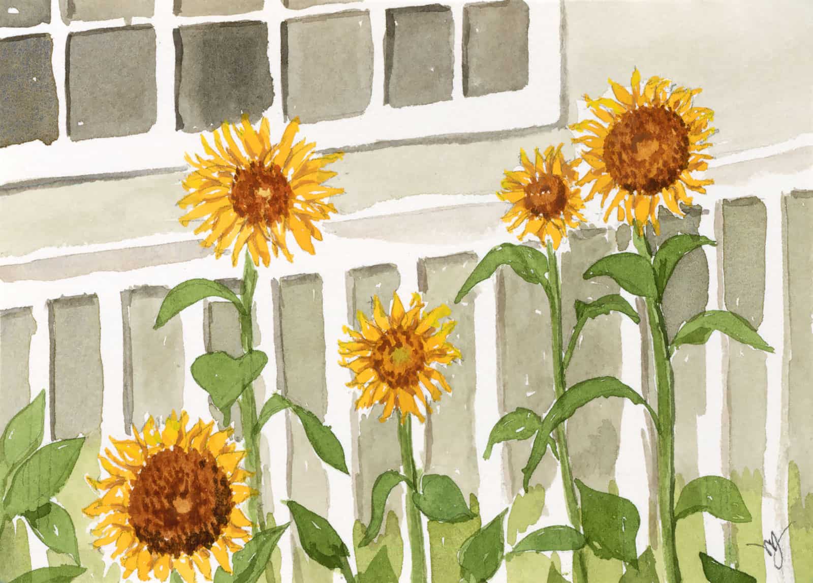 Garden Sunflowers