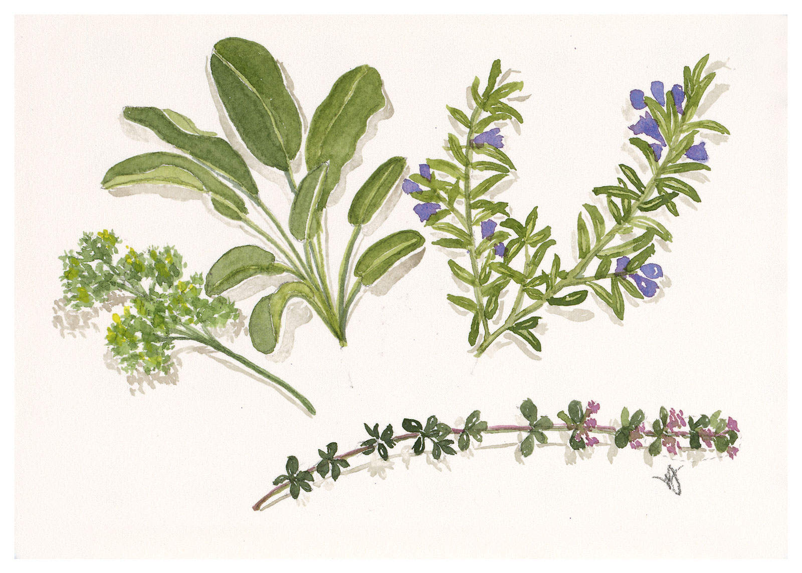 Parsley, Sage, Rosemary and Thyme