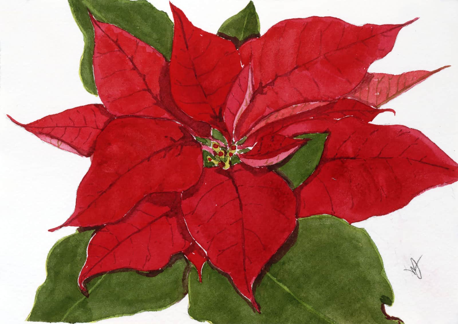 Poinsettia
