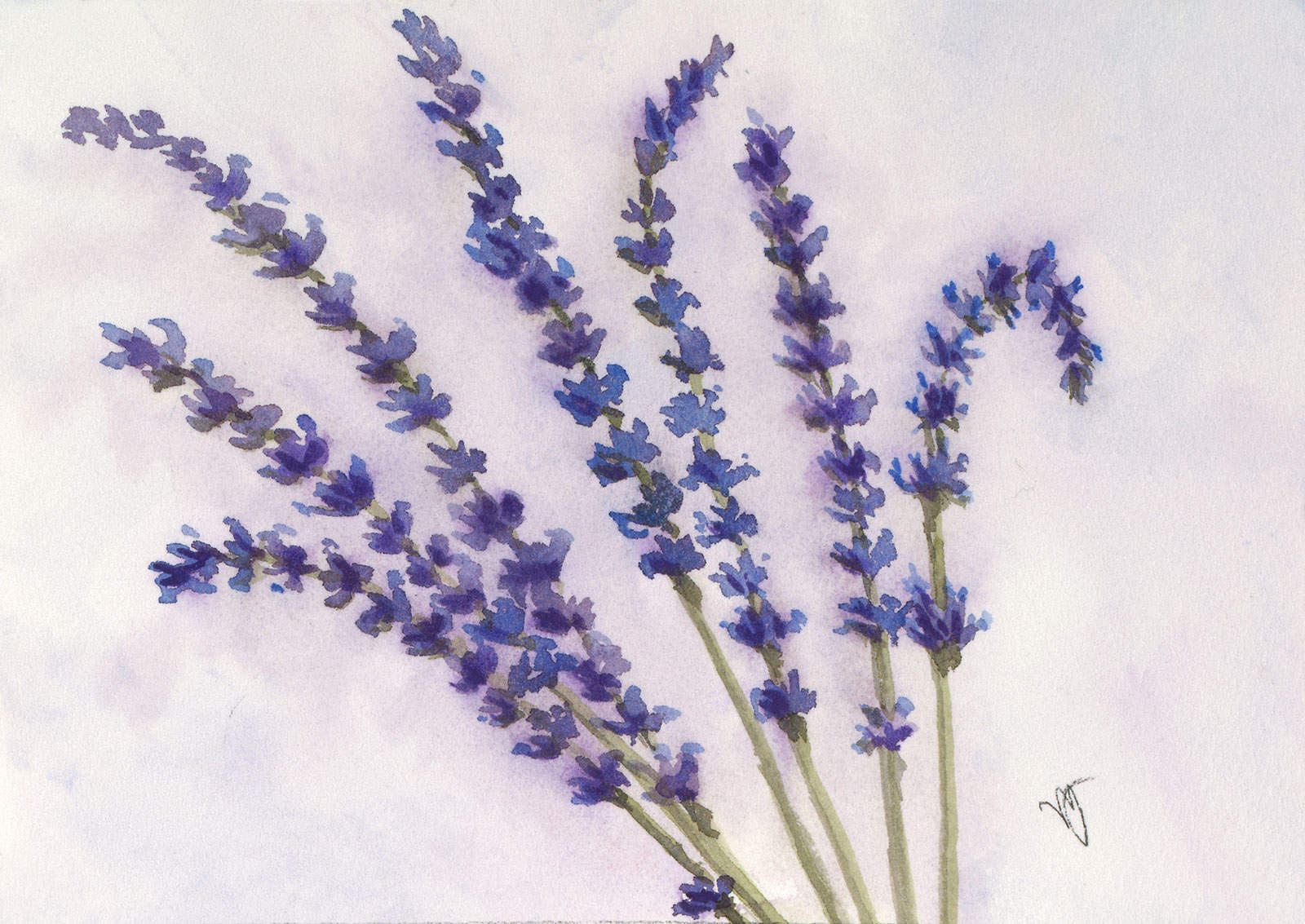Rainy Day Lavender
