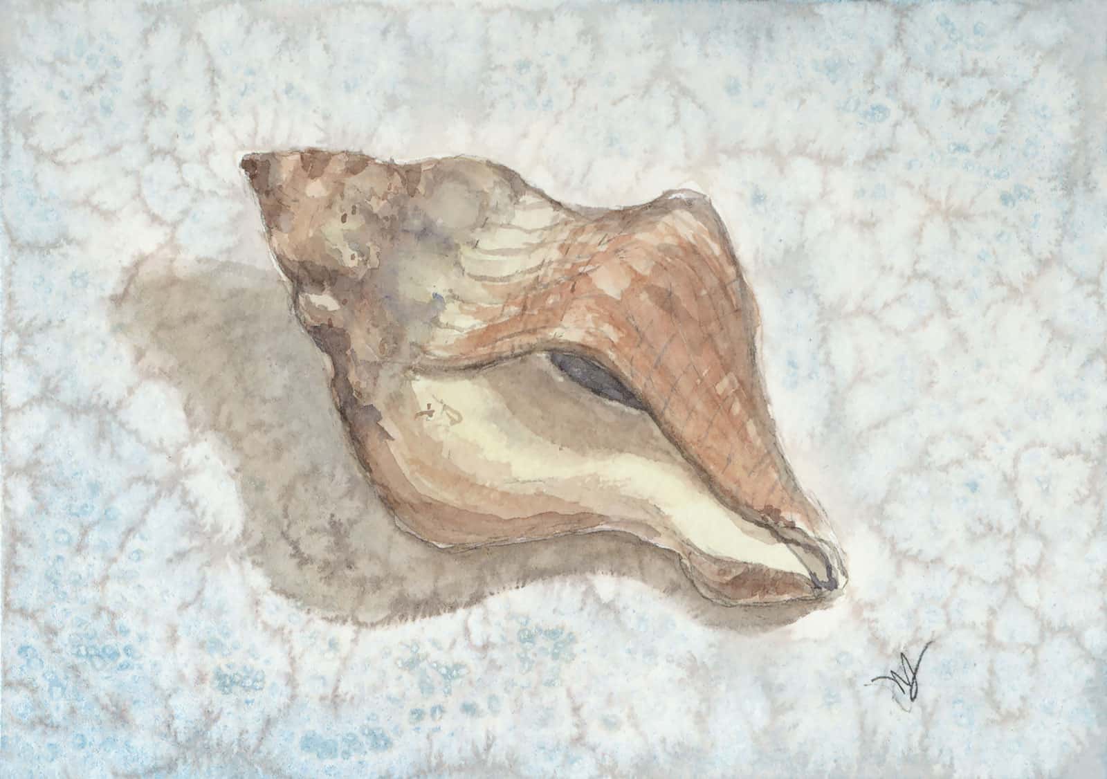 Whelk